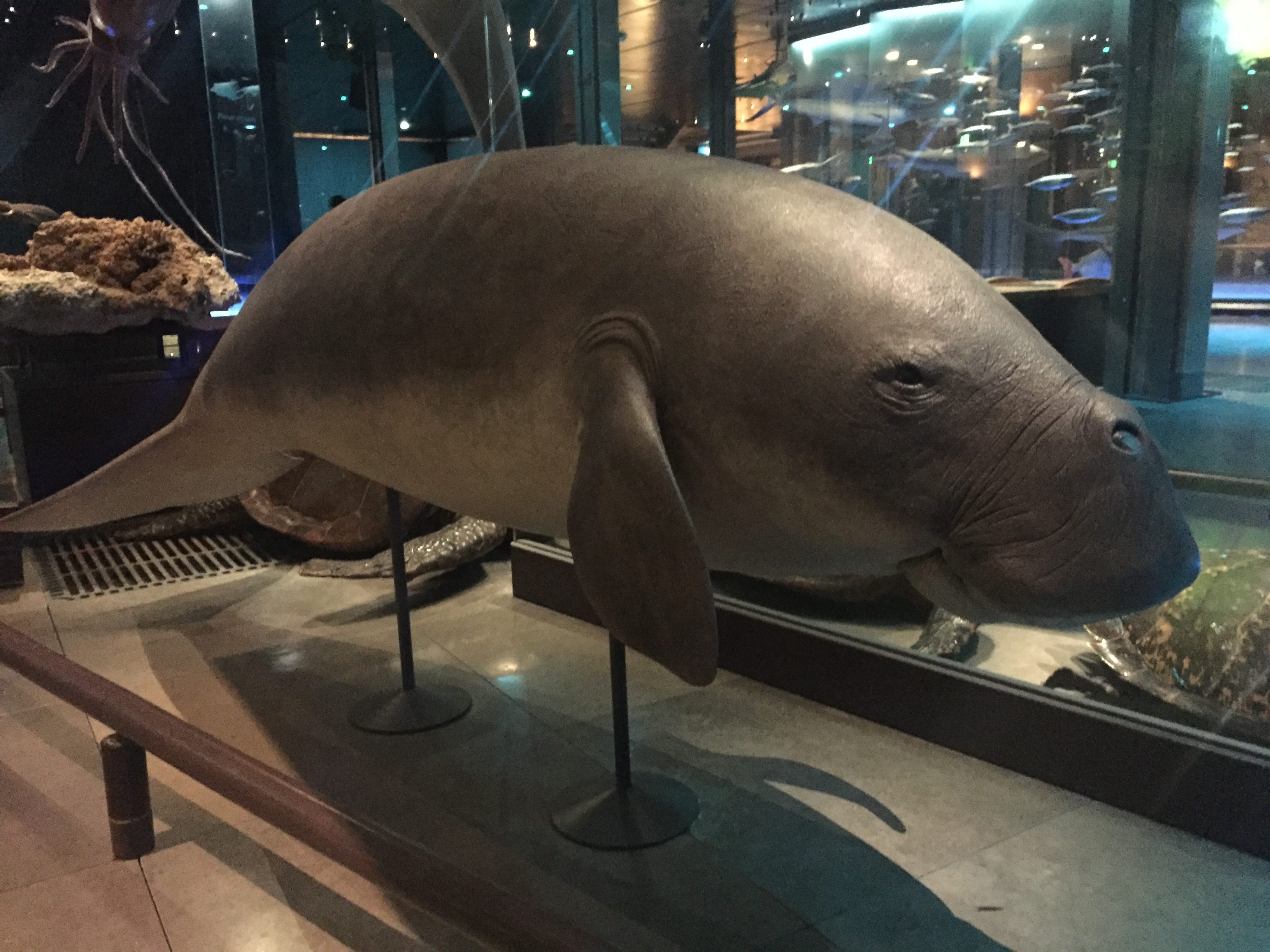 Luonnontieteellisen museon dugongi