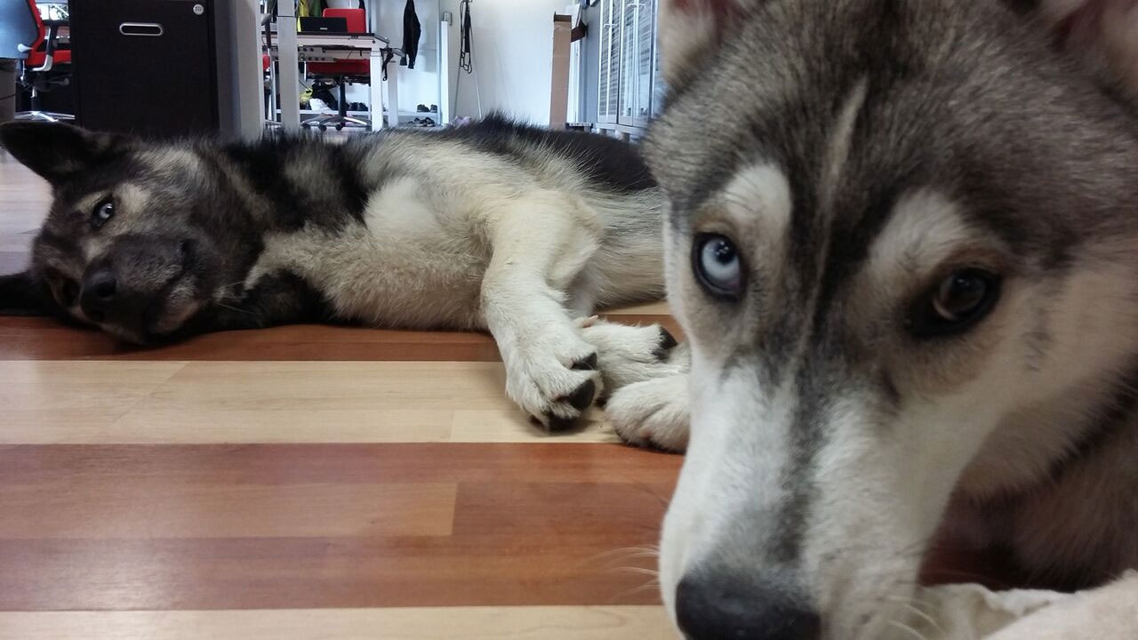 doges-go-woof